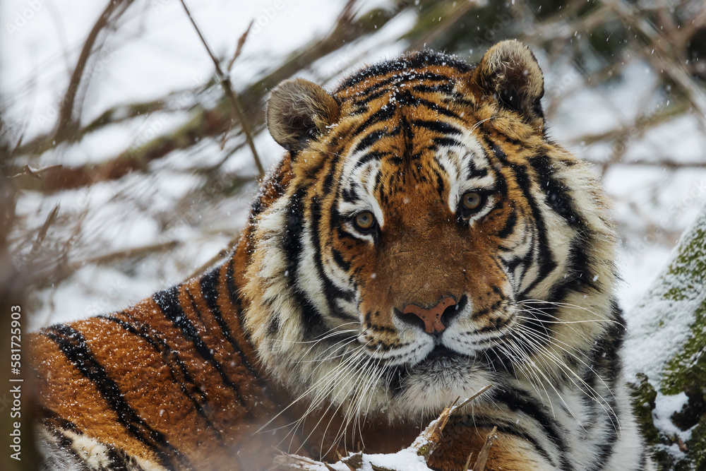Obraz premium Siberian tiger (Panthera tigris tigris) head detail