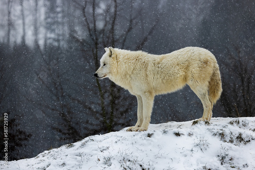 Arctic wolf (Canis lupus arctos) looking into the countryside