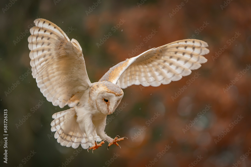 Fototapeta premium Flying Barn owl (Tyto alba)in flight, hunting. Dark green background. Noord Brabant in the Netherlands. 