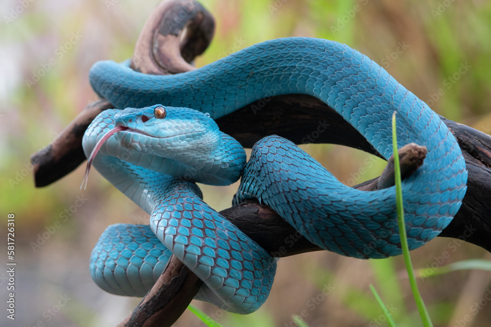 Obraz premium Blue viper snake in close up