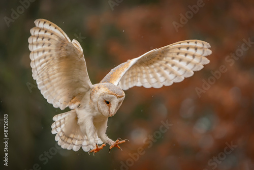 Flying Barn owl (Tyto alba)in flight, hunting. Dark green background. Noord Brabant in the Netherlands. 