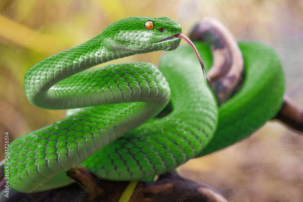 Fototapeta premium Green viper snake in close up