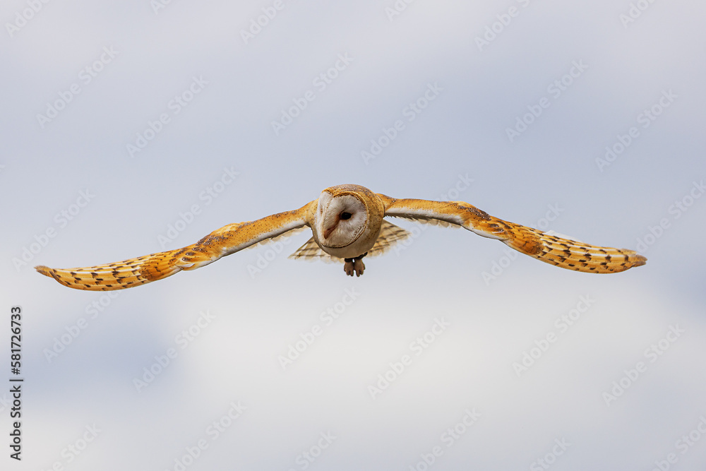 barn owl (Tyto alba) gliding in the air