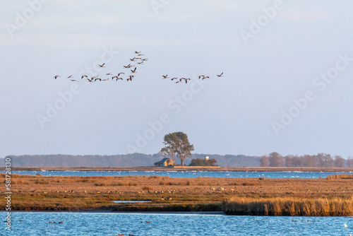 Kraniche über der Insel Kirr. photo