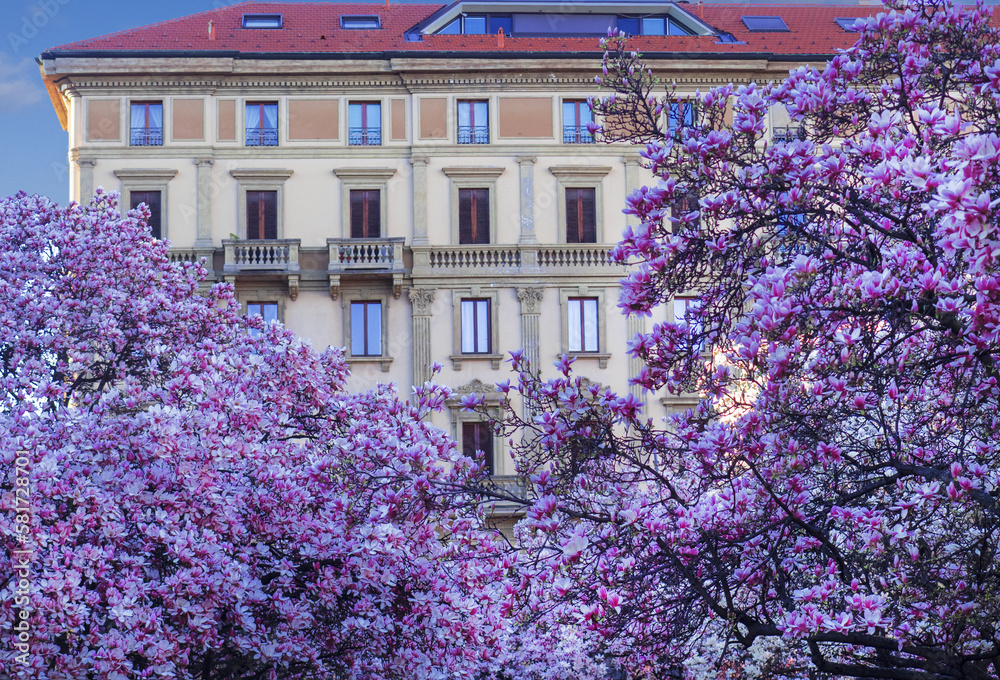 The extraordinary bloom of a magnolia tree hides the facade of a historical building in Milan,Italy