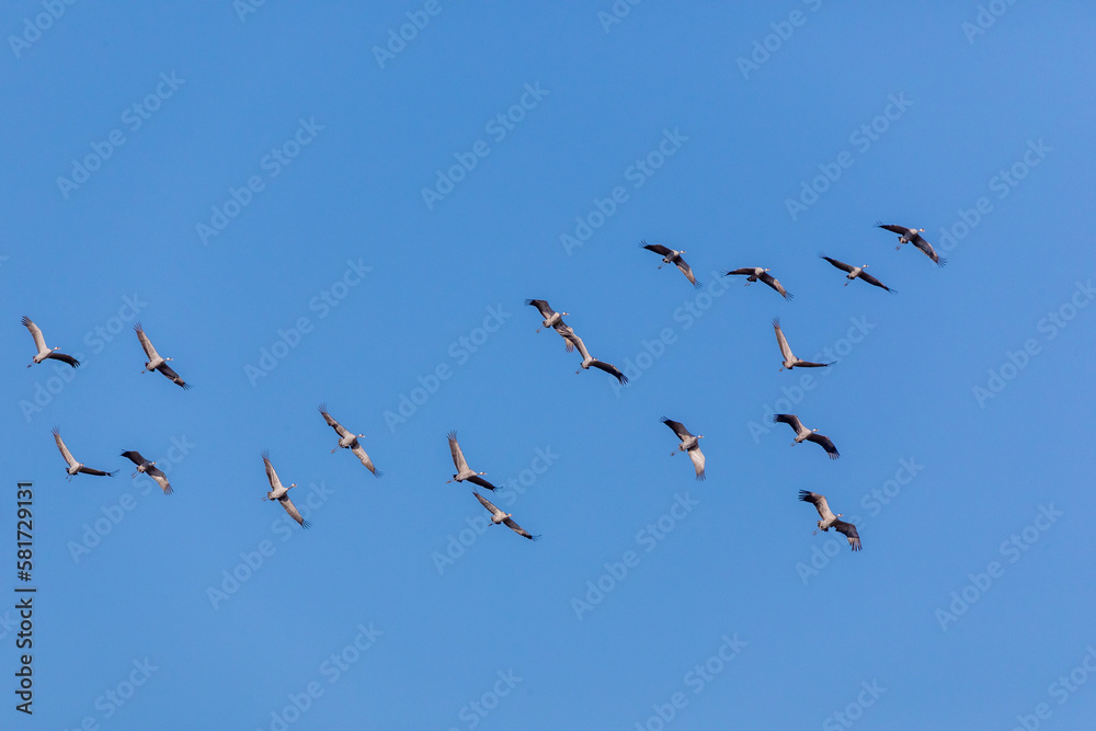 Kraniche im Flug. Kraniche im Flug.