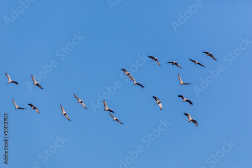 Kraniche im Flug. © Karl