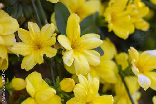 満開の黄色い花
