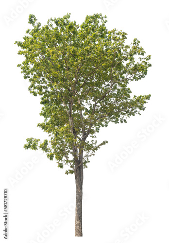 Fototapeta Naklejka Na Ścianę i Meble -  Green tree isolated on transparent background with clipping path, single tree with clipping path and alpha channel.