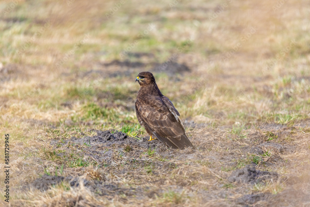 Mäusebussard auf Wiese. Mäusebussard auf Wiese.