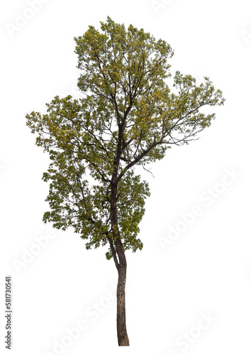 Fototapeta Naklejka Na Ścianę i Meble -  Green tree isolated on transparent background with clipping path, single tree with clipping path and alpha channel.
