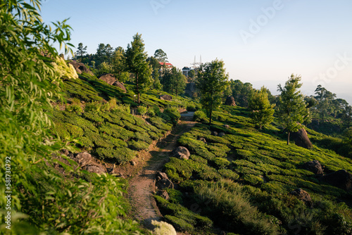 Tea plantation in Munnar, India with vibrant green colors