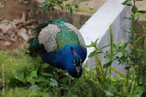 peacock in the garden barcelona zoo