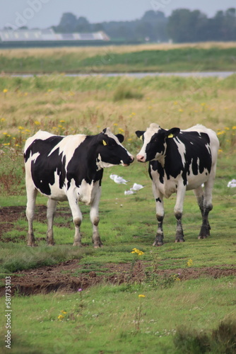 two cows in a field in the Netherlands