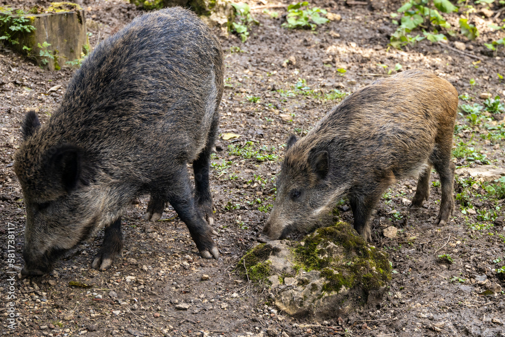 Wildschweine im Wildgehege Meßstetten, Schwäbische Alb Wildschweine im Wildgehege Meßstetten, Schwäbische Alb