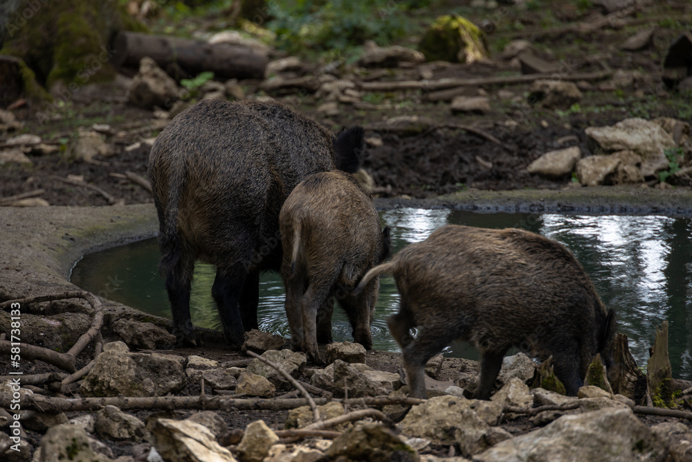 Wildschweine am Wasser im Wildgehege Meßstetten, Schwäbische Alb Wildschweine am Wasser im Wildgehege Meßstetten, Schwäbische Alb