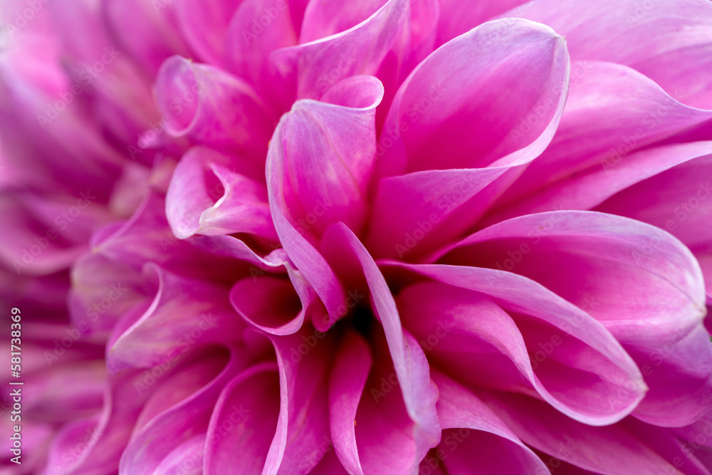 Delicate dahlia flower close up. Texture of petals, floral pattern. Floral card.