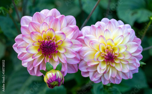 Delicate pink dahlias in a flower bed in the garden. Gardening  perennial flowers  landscaping.