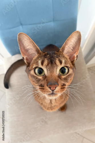 Curious young ruddy abyssinian kitten looks into the camera