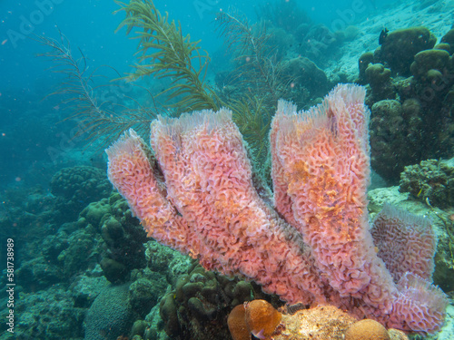 coral reef in the sea