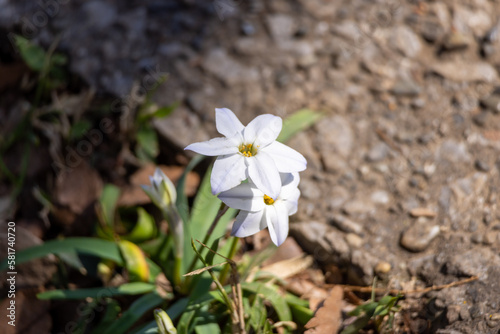 可愛い白い花