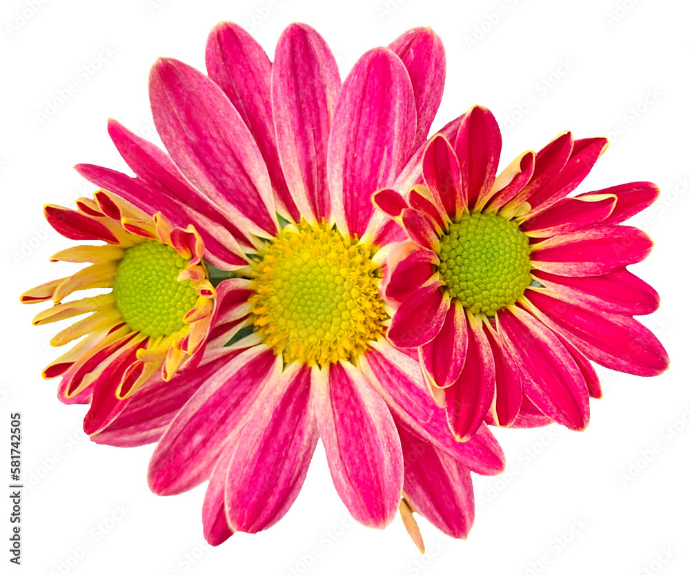 pink gerber daisy isolated on white, Three pink and yellow flowers with PNG background , 