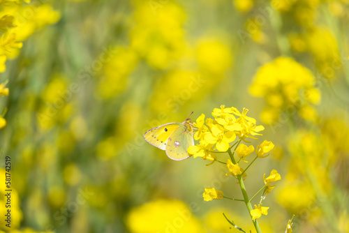 菜の花とモンキチョウ