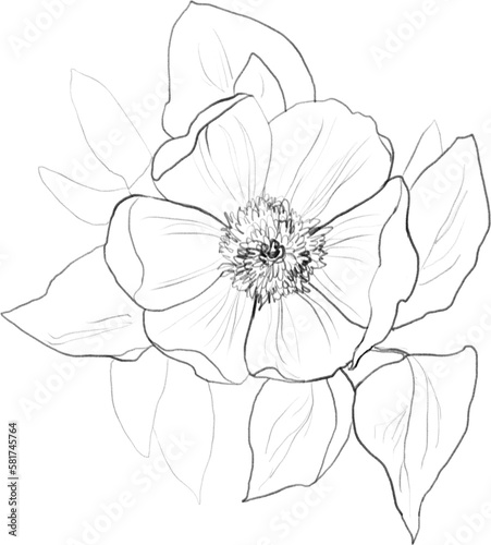 Peony flower line art, botanical line illustration, floral sketch