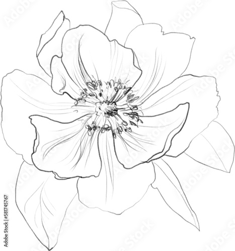 Peony flower line art  botanical line illustration  floral sketch