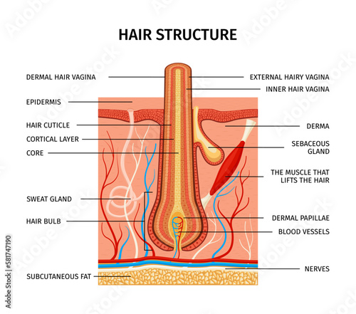 Hair Structure Description Composition