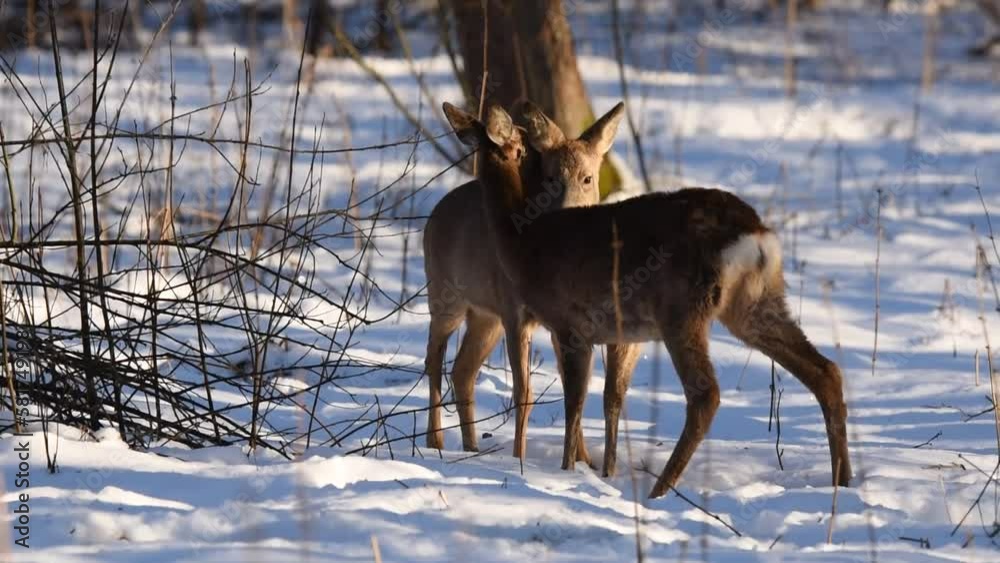 two roe deer wash each other in a winter park two roe deer wash each other in a winter park