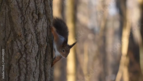 red squirrel on a tree in the park