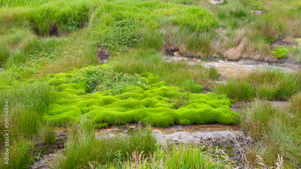 Moss on the volcanic ash of the volcano. Kamchatka, Russia.