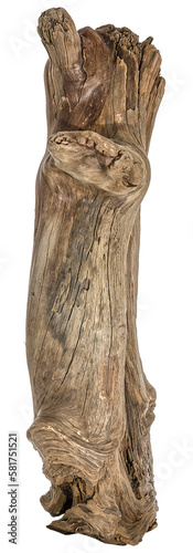 Piece of a root / trunk river wood, driftwood, natural wood, plant root, sera scaper root, mangrove wood isolated on transparent background png image compositing footage alpha channel