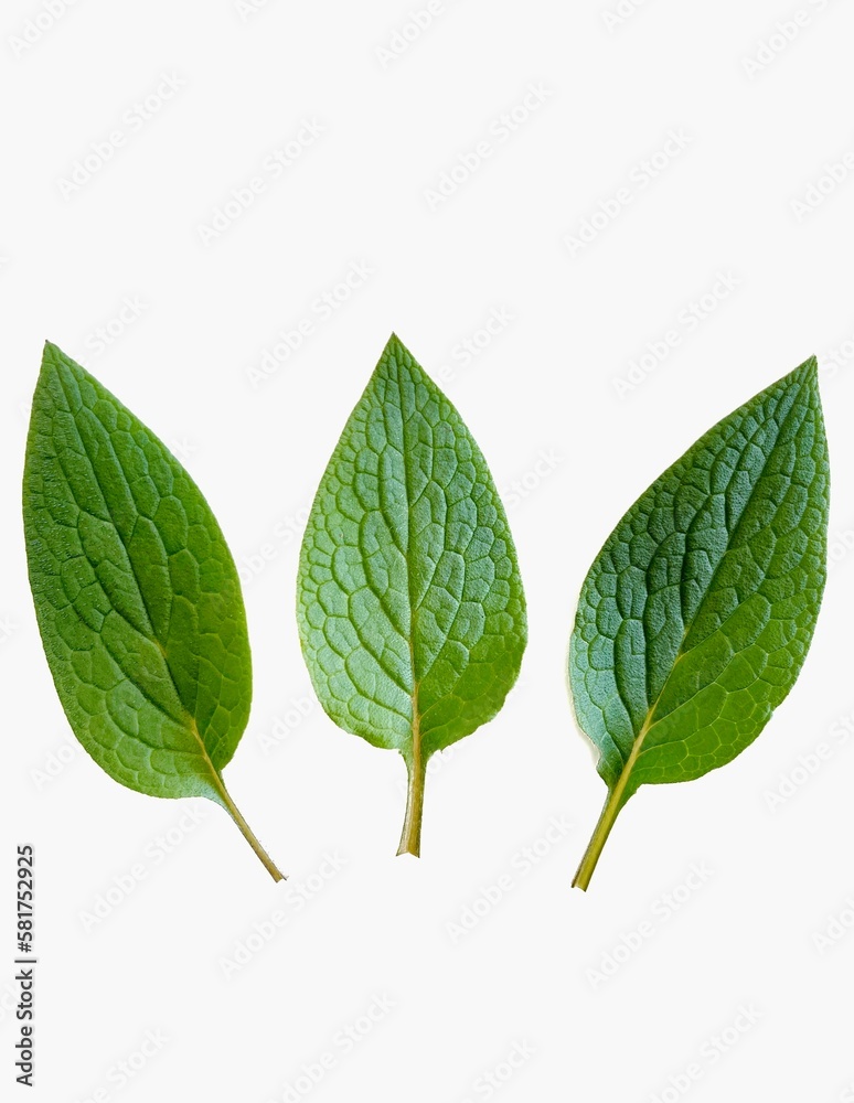 Fototapeta premium green leaf isolated on white background
