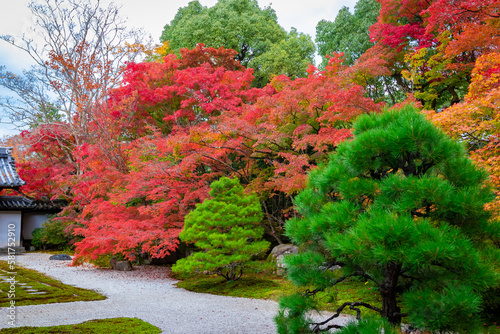 秋の京都・南禅寺の天授庵で見た、カラフルな紅葉 © 和紀 神谷