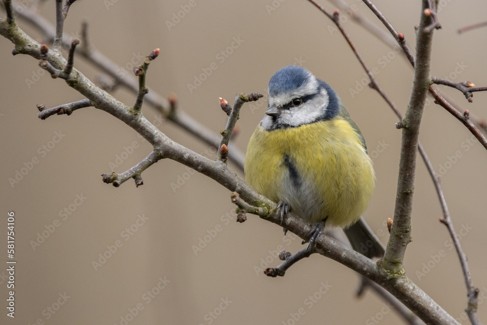 Blue tit on a branch Blue tit on a branch