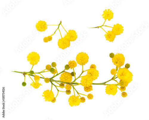 mimosa branch and inflorescence close-up isolated on transparent background. photo