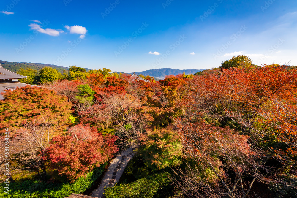 秋の京都・将軍塚青龍殿で見た、カラフルな紅葉と快晴の青空