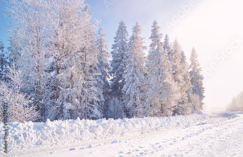 Forest covered by snow and hoarfrost, foggy blue sky in background. Road in deep snow in front of winter trees.