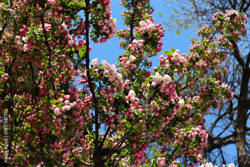 A pink Japanese flowering cherry blossom with a clear blue sky in the background