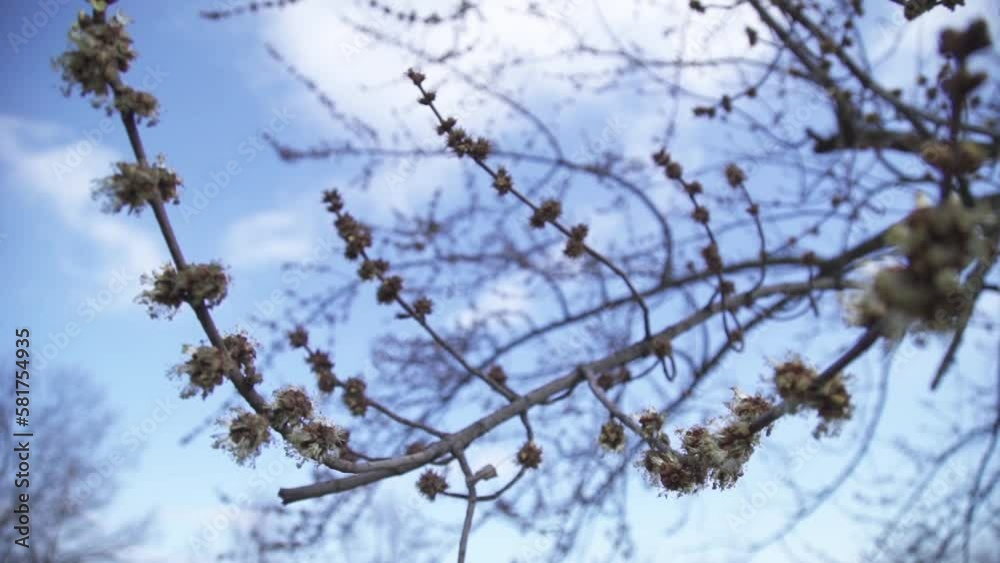Twig with young blossoming leaves in the spring. Young tree growing at the spring Twig with young blossoming leaves in the spring. Young tree growing at the spring