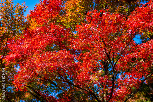 秋の京都・将軍塚青龍殿で見た、真っ赤な紅葉と背景の青空