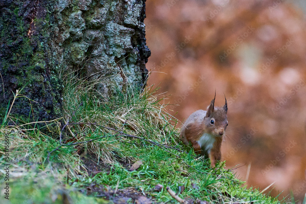 Obraz premium Red Squirrel (Sciurus vulgaris) in woodland during winter in the highlands of Scotland, United Kingdom.