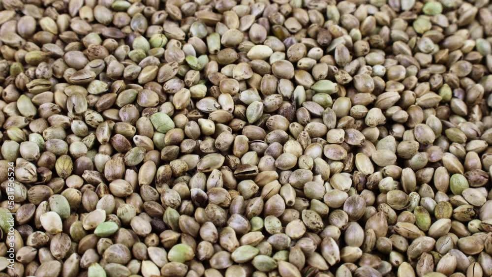 Close-up of green hemp seeds texture circle rotation close up Close-up of green hemp seeds texture circle rotation close up