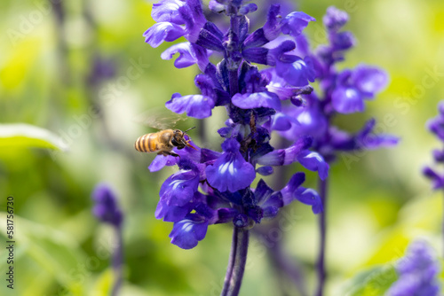 2023 Mar 10 Hong Kong.bees collecting nectar from the Purple flowers