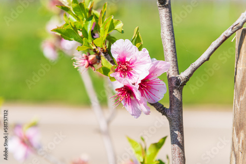 Mandelblüte an der südlichen Weinstrasse / Maikammer photo