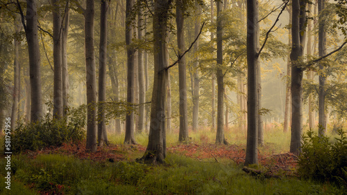 Fototapeta Naklejka Na Ścianę i Meble -  Scottish woodland