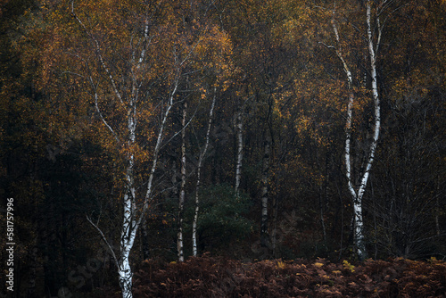 Foto Silver birch with autumnal colours, Scotland