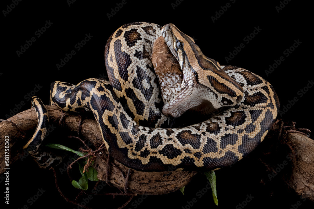 Naklejka premium Molurus bivittatus snake eating bird on isolated background, Indonesian snake
